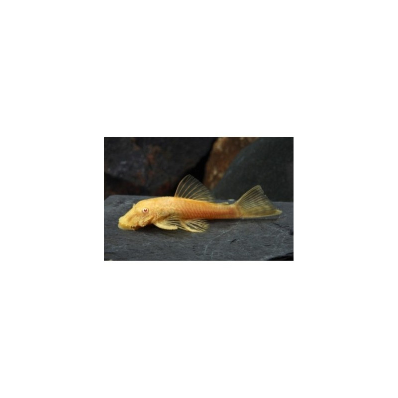 ANCISTRUS GOLD (HIGH QUALITY) 3-4 CM