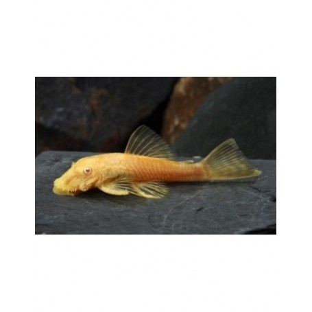 ANCISTRUS ORO (HIGH QUALITY) 3-4 CM