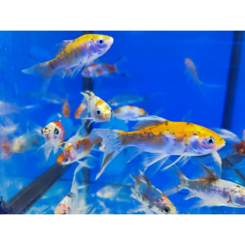 SHUBUNKIN (CARRASIUS AURATUS) 5-8 CM