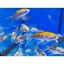 SHUBUKIN (CARIASSUS AURATUS) 5-8 CM