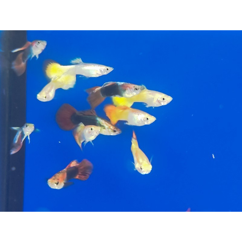 GUPPY MACHO SURTIDO (HIGH QUALITY)