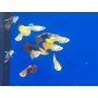 copy of GUPPY MACHO SURTIDO (HIGH QUALITY)