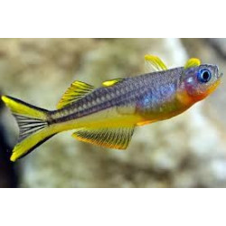 Pseudomugil furcatus. (Forktail blue-eye fish)
