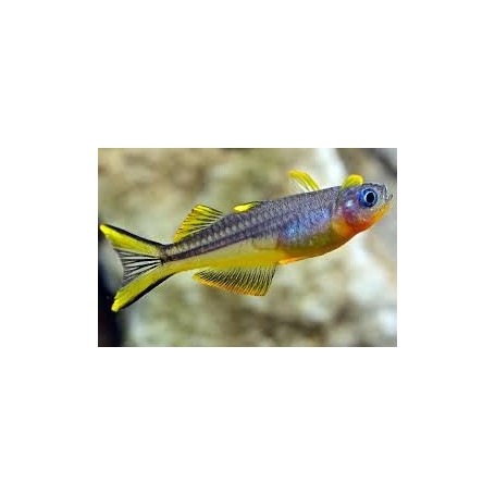 Pseudomugil furcatus. (Pez ojos azules de aleta ahorquillada)