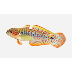Tateurndina ocellicauda (PEACOCK GOBY)