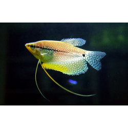 Trichopodus leerii (PEARL GOURAMI) HIGH QUALITY 4-5 CM