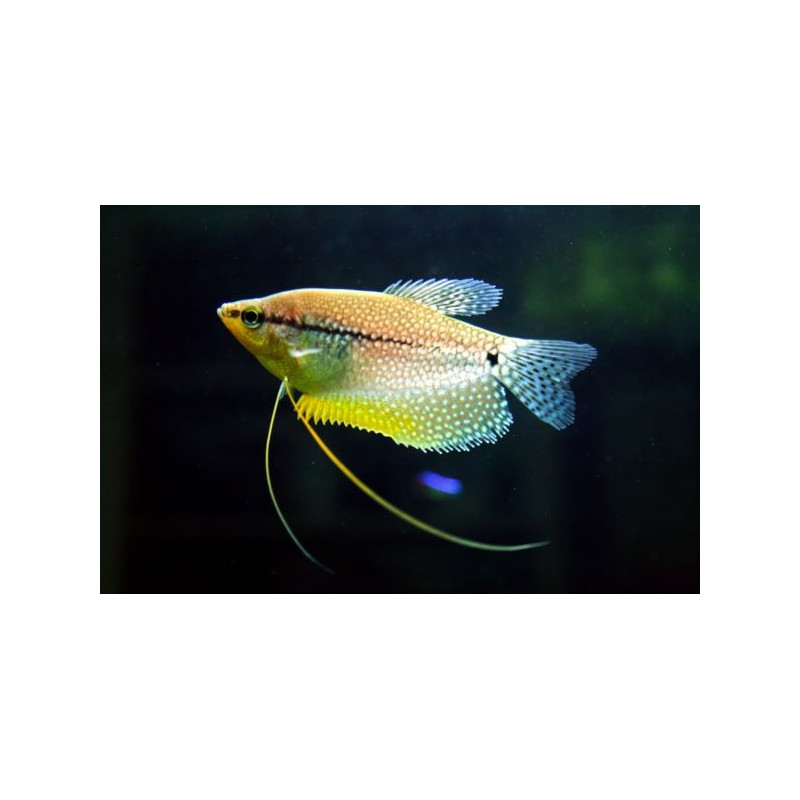 Trichopodus leerii (PEARL GOURAMI) HIGH QUALITY 4-5 CM