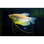 Trichopodus leerii (GURAMI PERLA) HIGH QUALITY 4-5 CM