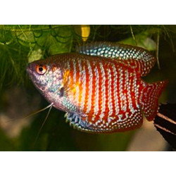 Trichogaster lalius (MALE COLISA LALIA) 5-5.5 CM