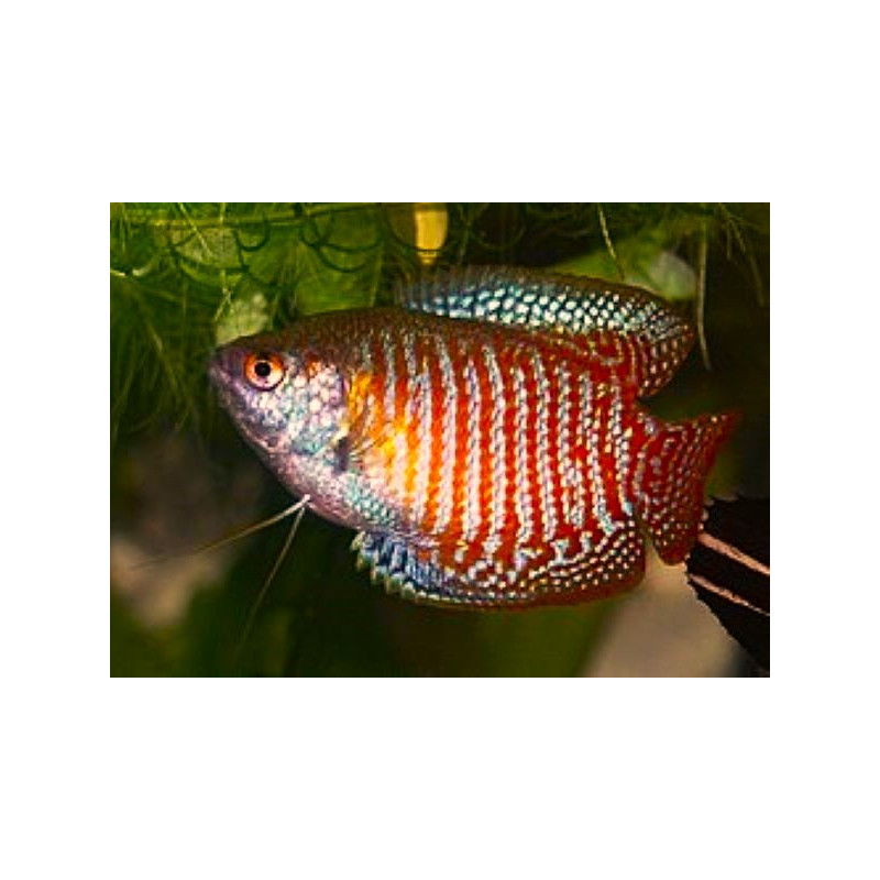 Trichogaster lalius (MALE COLISA LALIA) 5-5.5 CM