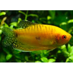 Trichopodus trichopterus (GOLD GOURAMI) 5-6 CM HIGH QUALITY