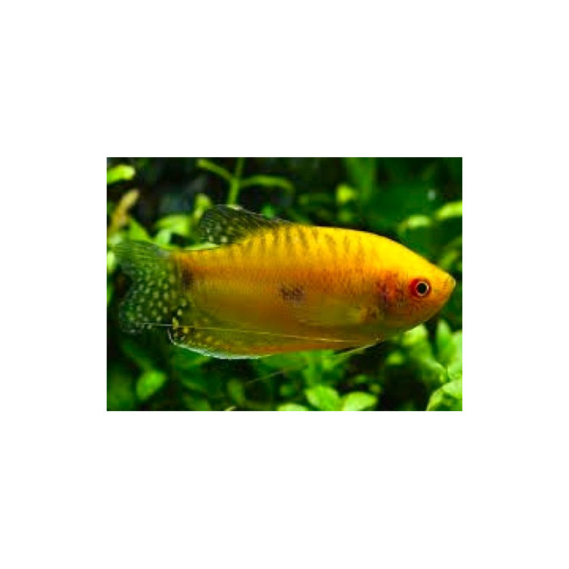 Trichopodus trichopterus (GURAMI ORO) 5-6 CM HIGH QUALITY