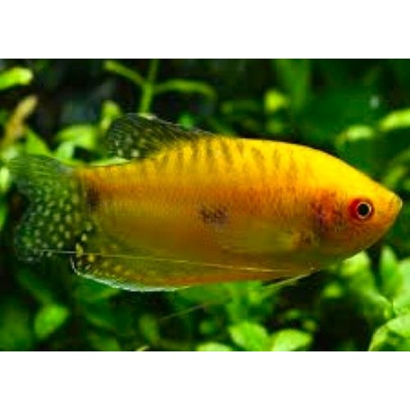 Trichopodus trichopterus (GURAMI ORO) 5-6 CM