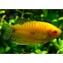 Trichopodus trichopterus (GURAMI ORO) 5-6 CM