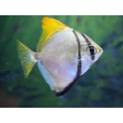 Monodactylus argenteus (MALAY ANGEL) 4-5 CM