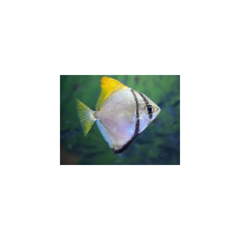 Monodactylus argenteus (MALAY ANGEL) 4-5 CM