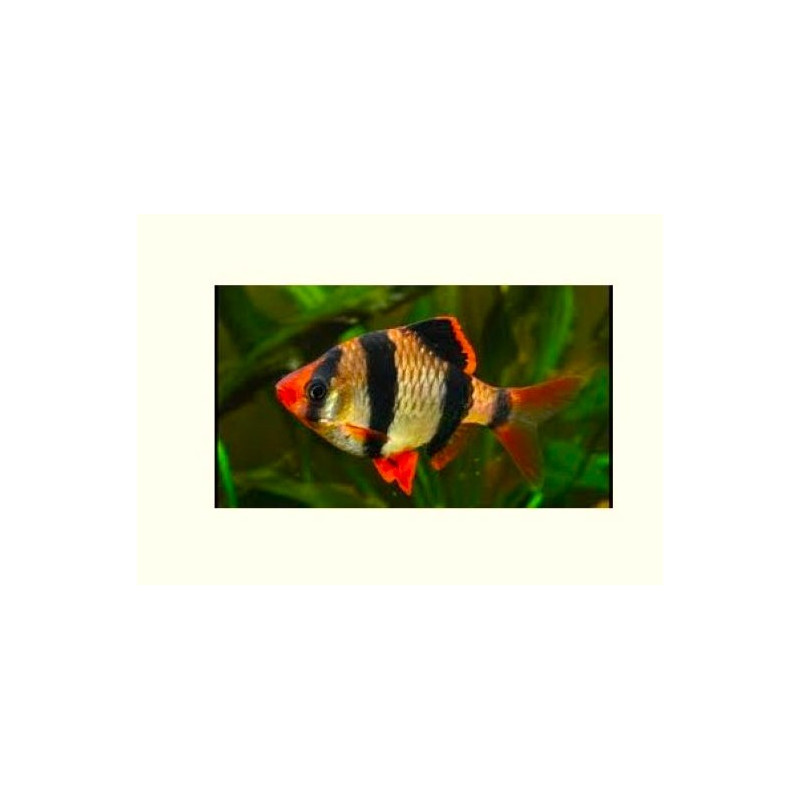 Puntigrus tetrazona (BARBO TETRAZONA) 1,5-2 CM