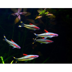 Sahyadria denisonii (RED LINE TORPEDO BARB)