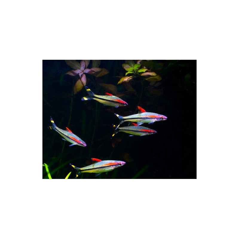 Sahyadria denisonii (RED LINE TORPEDO BARB)