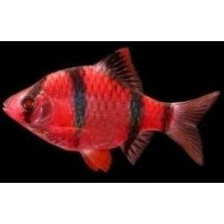 Puntigrus tetrazona (RED TETRAZONA BARB) 3-3.5 CM