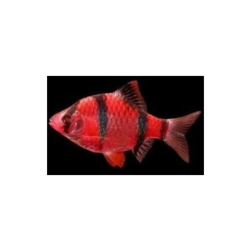 Puntigrus tetrazona (BARBO TETRAZONA ROJO) 3-3,5 CM