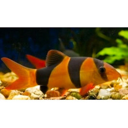 Chromobotia macracanthus (CLOWN LOACH) 5-5.5 CM