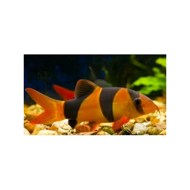 Chromobotia macracanthus (BOTIA PAYASO) 5-5,5 CM