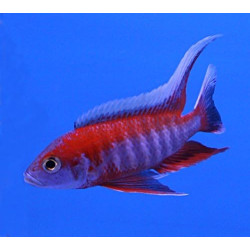 AULONOCARA ASSORTED SUPER COLOR 6-7 CM