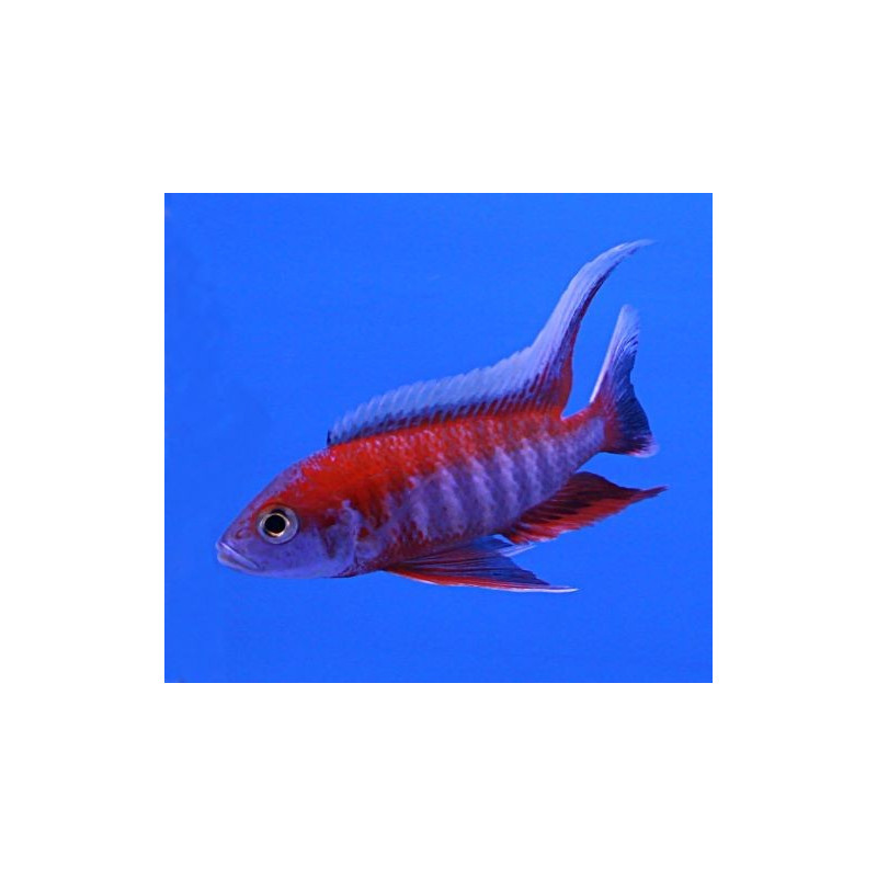 AULONOCARA SURTIDO SUPER COLOR 6-7 CM