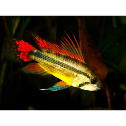 Apistogramma cacatuoides (DOUBLE RED COCKATOO DWARF CICHLID) 3-3.5 CM HIGH QUALITY