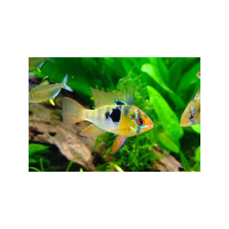 Microgeophagus ramirezi HIGH QUALITY 3 CM