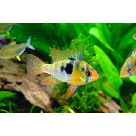 Microgeophagus ramirezi HIGH QUALITY 3 CM