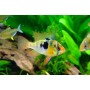 Microgeophagus ramirezi HIGH QUALITY 3 CM