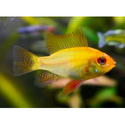 Microgeophagus Ramirezi Gold 4-4.5 cm HIGH QUALITY