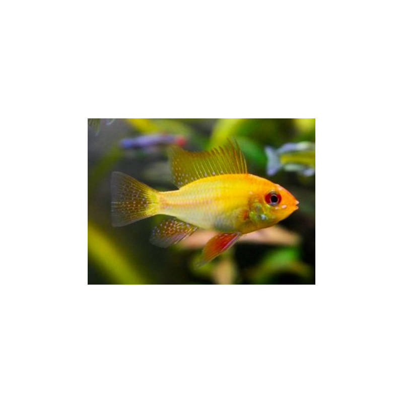 Microgeophagus Ramirezi Oro 4-4,5 cm  HIGH QUALITY
