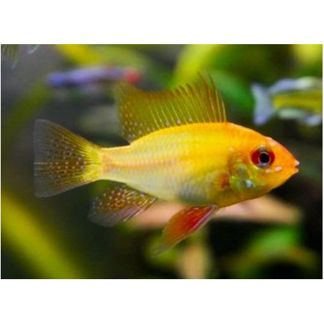 Microgeophagus Ramirezi Oro 4-4,5 cm  HIGH QUALITY