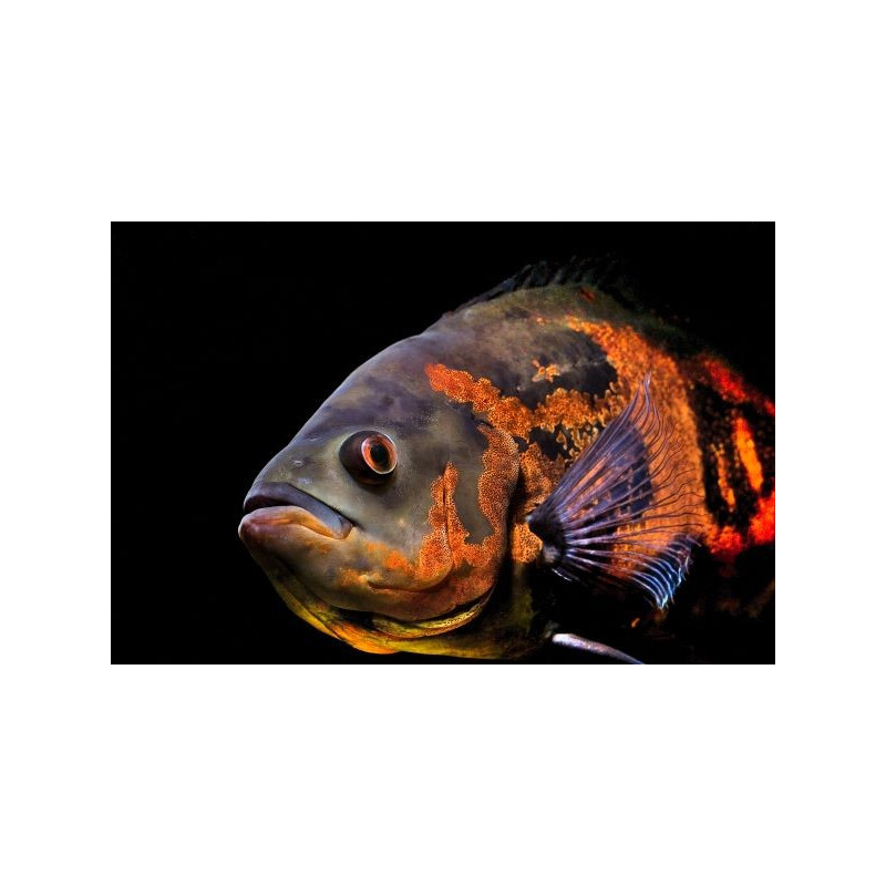 Astronotus ocellatus  (PEZ OSCAR SURTIDO)