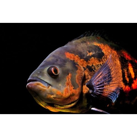 Astronotus ocellatus  (PEZ OSCAR SURTIDO)