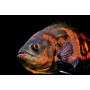Astronotus ocellatus  (PEZ OSCAR SURTIDO)
