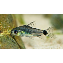 Corydoras pygmaeus (PYGMY CORYDORA)