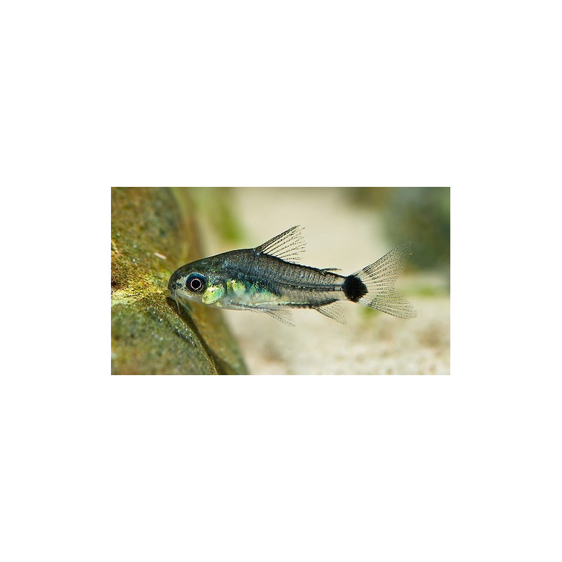 Corydoras pygmaeus (CORYDORA PIGMEA)