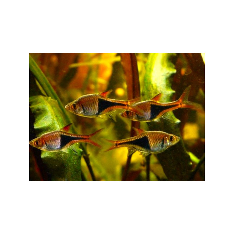 Trigonostigma heteromorpha (ARLEQUIN) 2 CM