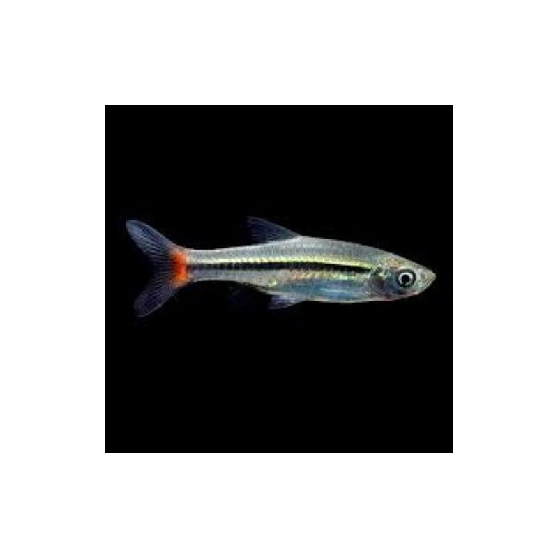 Rasbora borapetensis (RED-TAILED RASBORA) 2.5-3 CM