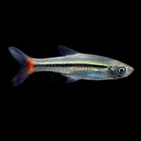 Rasbora borapetensis (RASBORA DE COLA ROJA) 2,5-3 CM