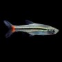 Rasbora borapetensis (RASBORA DE COLA ROJA) 2,5-3 CM