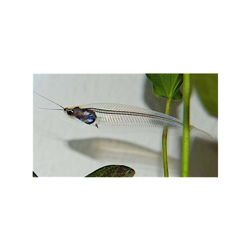 Kryptopterus bicirrhis (GLASS CATFISH)