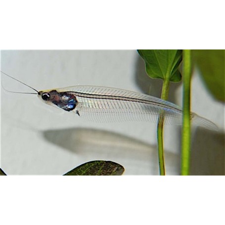 Kryptopterus bicirrhis (PEZ GATO CRISTAL)