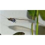 Kryptopterus bicirrhis (PEZ GATO CRISTAL)