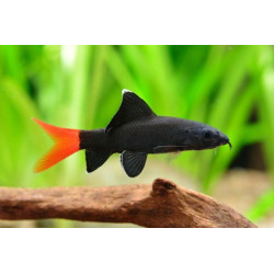 Epalzeorhynchos (ASSORTED LABEO) 4-5 CM