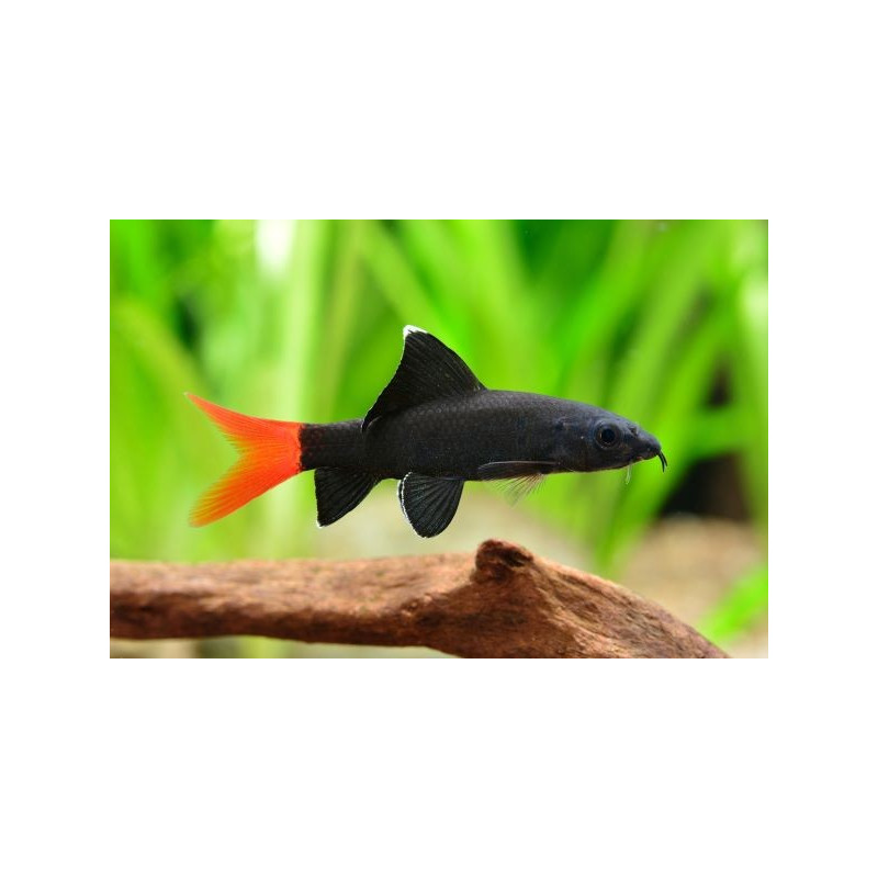 Epalzeorhynchos (ASSORTED LABEO) 4-5 CM